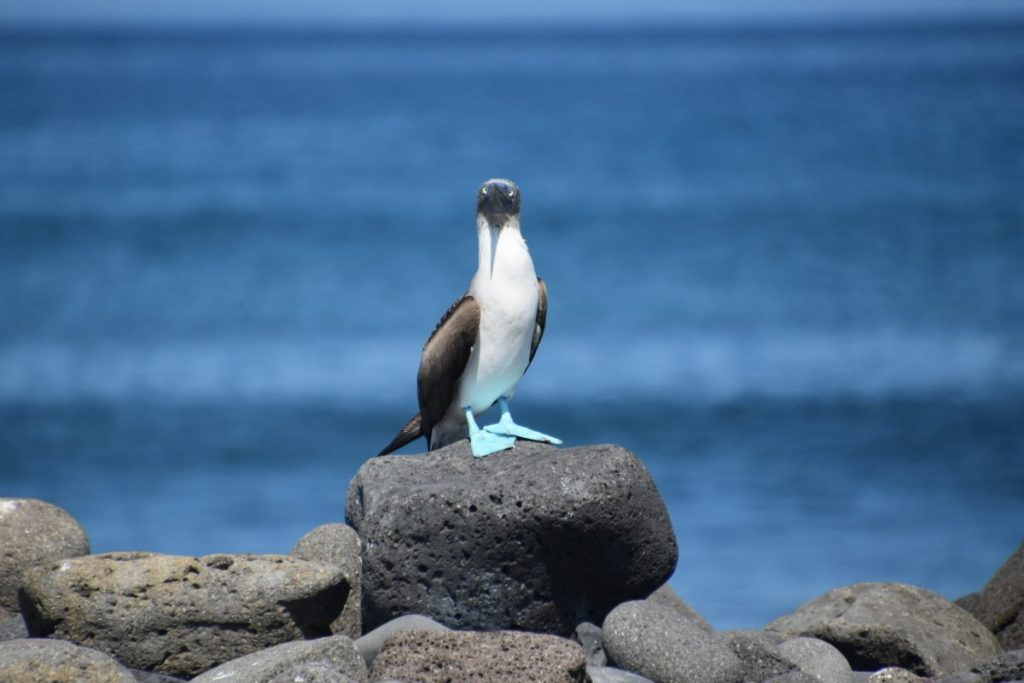 Students spotted a blue-footed booby, one of three booby-species found on the Galapagos Islands.