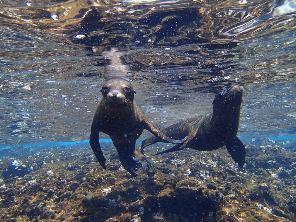 Students often saw playful Galapagos sea lions swimming around in the ocean surrounding Isabela Island.