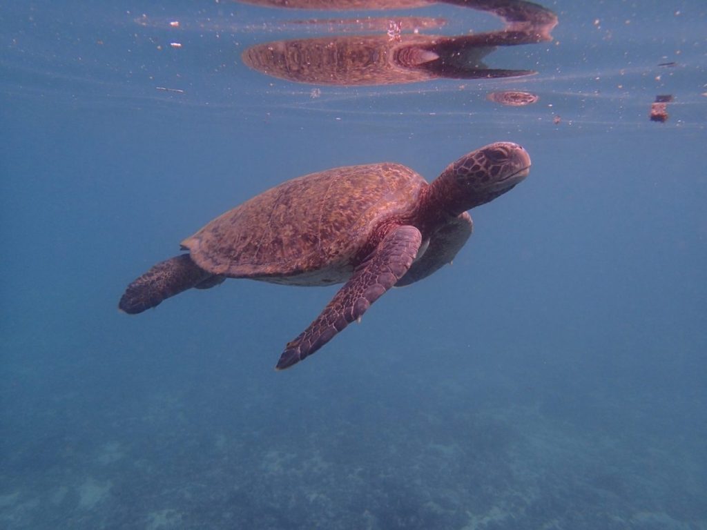 While snorkeling for their terrestrial biology class, students were able to see sea turtles and several other creatures.