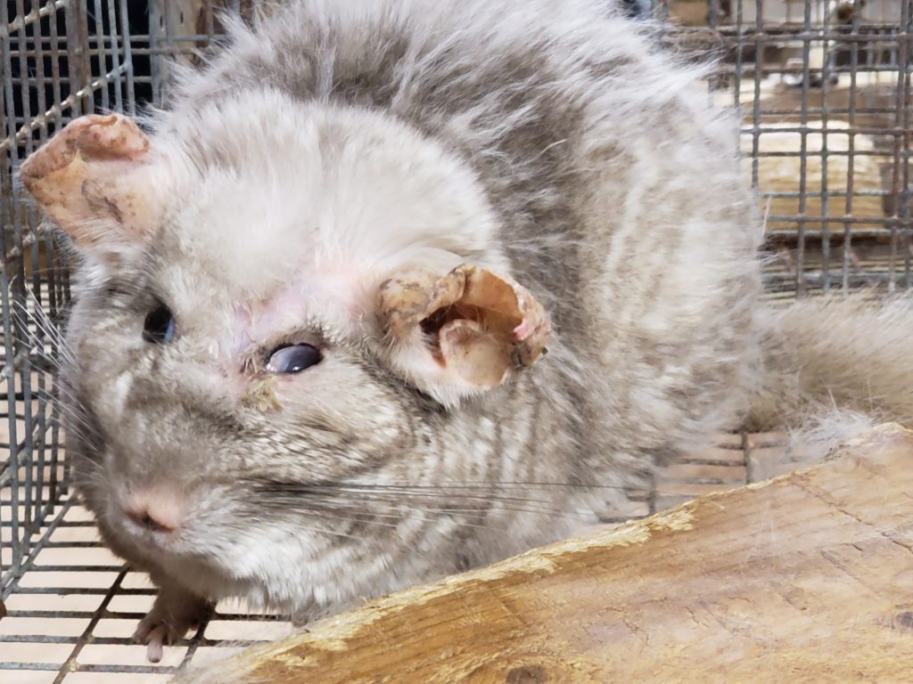 An old chinchilla with facial deformities, including blindness in its right eye, is photographed at Moulton Ranch.