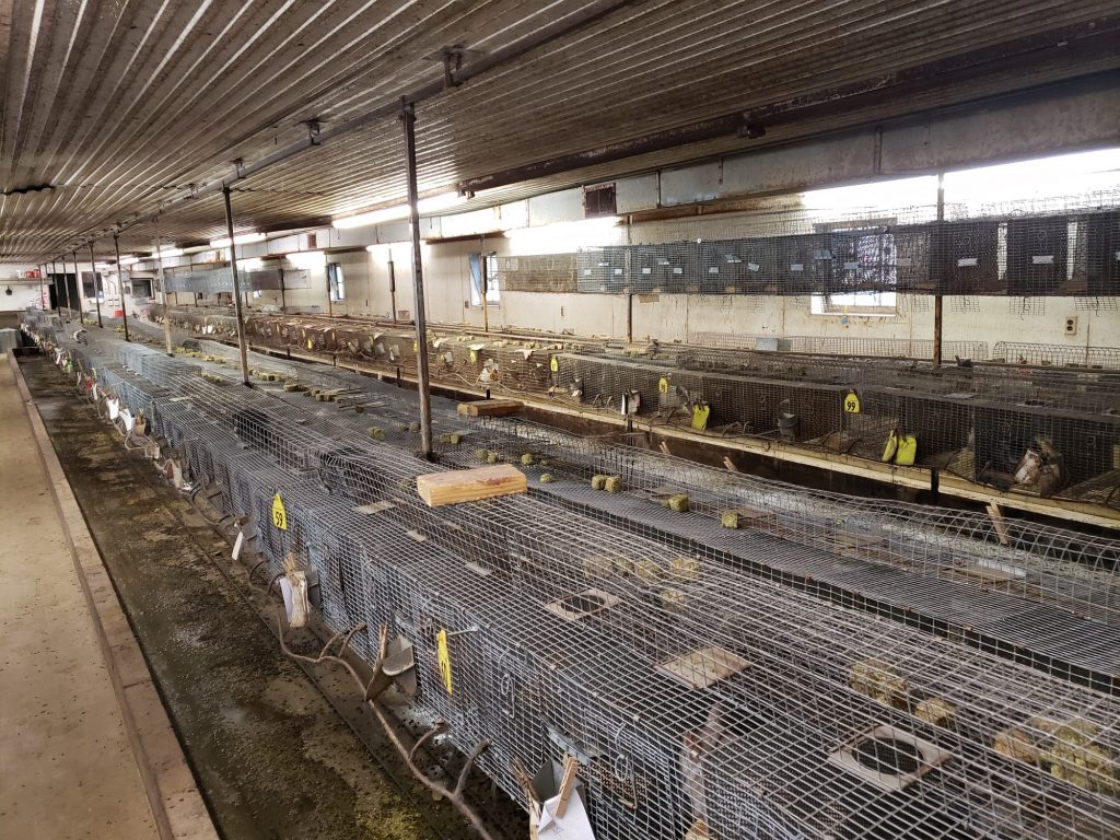 Small and dirty cages line the floor at Moulton Ranch's chinchilla housing facility.