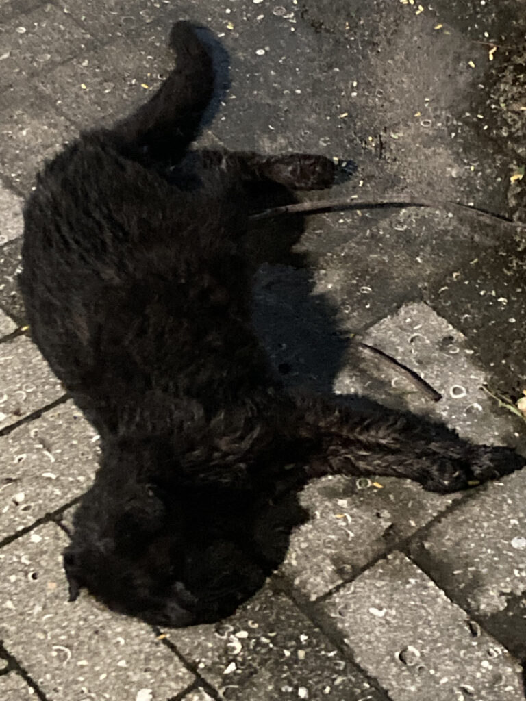 A black cat was found in the utility road near greenhouses. Photo Courtesy of Brooke Harrison